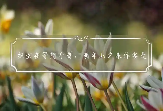 织女在等阿牛哥,明年七夕来作客是什么生肖