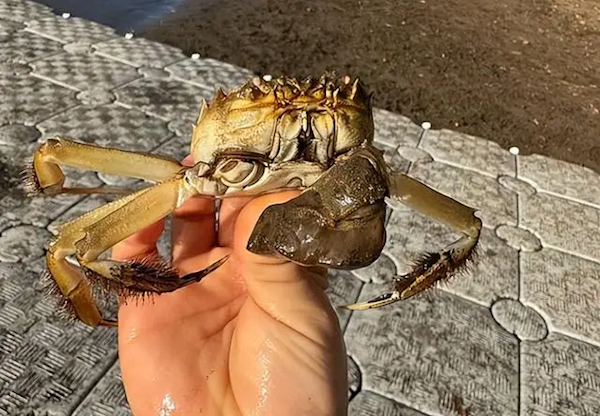 大闸蟹在欧美泛滥成灾 为何他们从来不吃：原因就这三个！