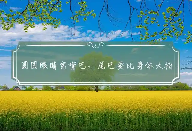 圆圆眼睛宽嘴巴,尾巴要比身体大是什么生肖